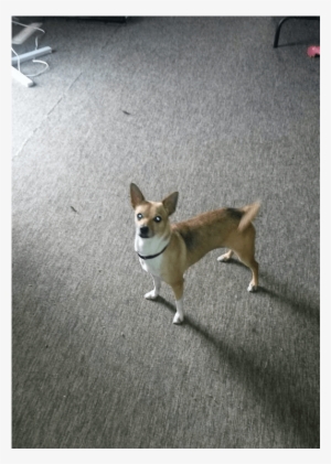 Pansy Is A Really Sweet And Loving Chihuahua X Fox - Chihuahua #2058408