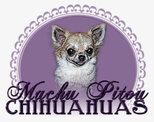 Élevage Machu Pitou Chihuahua - Chihuahua #2058428