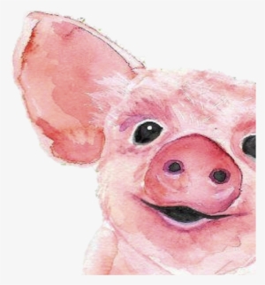 Domestic Pig #2058785