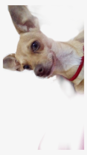 Chihuahua #2058852