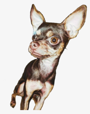 Chihuahua #2058919