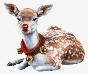 Banner Royalty Free Stock Christmas Chihuahua Clipart - Animaux De Noel #2058984