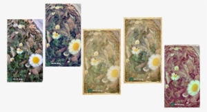 Original Picture Shot With Samsung Galaxy S4 - Chrysanths #2059162 Original Picture Shot With Samsung Galaxy S4 - Chrysanths #2059162