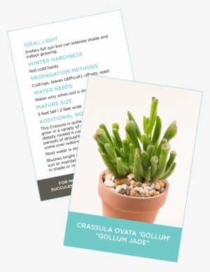 Downloadable Succulent Information And Id Card - Jade Plant #2059400