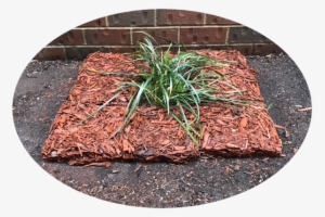 Soak - Flat Iron Steak #2060302