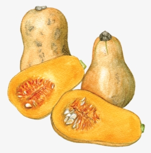 Waltham Butternut Squash - Butternut Squash #2061655