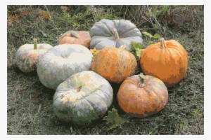 Cucurbita Squash Clipart Cucurbits Butternut Squash - Cucurbita Galeotti #2062189