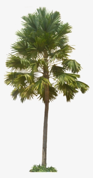 A Collection Of Tropical Plant Images With Transparent - Plants With Transparent Background #2062668