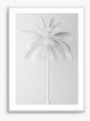 White Palm On Grey White Palm On Grey - Illustration #2062901