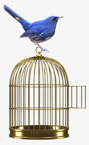 Web - Bird - Zygmunt Bauman | La Libertà | Bauman | Buch | Castelvecchi #2062904