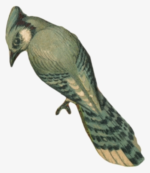 Vintage Faded Blue Jay Bird Art With Transparent Background - Vintage Bird Transparent Background #2063165
