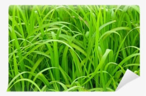 Close-up Of Pattern Of Long Green Grass - Sweet Grass #2063229 Close-up Of Pattern Of Long Green Grass - Sweet Grass #2063229