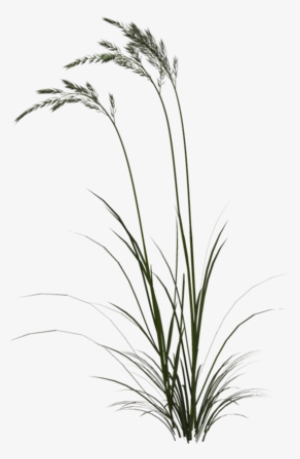 Family Owned Horse Breeding - Tall Grass Png #2063256