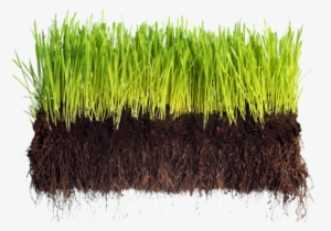 Wellness Bible: A No-bullshit Guide #2063623