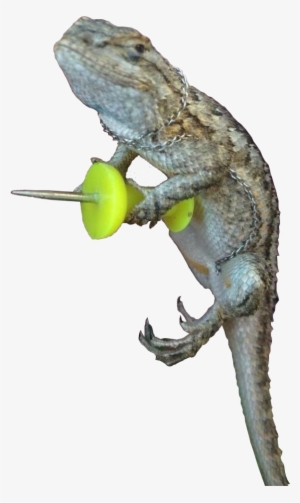 Animalghecko With A Push Pin - Gecko With A Push Pin #2063695