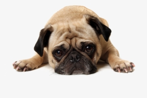 Thug Life Pug Transparent Background Png - Cafepress Got Coffee? Tile Coaster #2064011