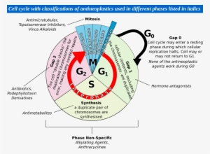 File - Cellcycle - Circle #2065770 File - Cellcycle - Circle #2065770