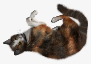 Cat Toy No Backgourd #2066751