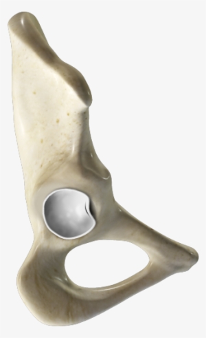 A Hip Labral Tear Is An Injury To The Labrum, The Cartilage - Acetabular Labrum #2067335