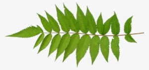 Go To Image - Leaf #2067529