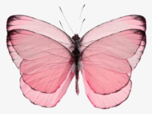 Transparent Butterflies Tumblr - Holly Blue #2068819