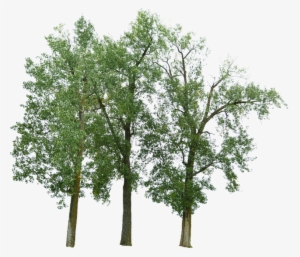 Tree #2070437