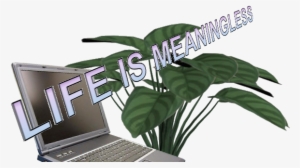 Image, Video And Soundtrack Of A Plant O Production - Calathea Zebrina #2070881