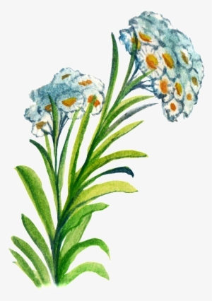 Hand-painted Flower Cartoon Transparent Watercolor - 日系 素材 水彩 Png #2072168