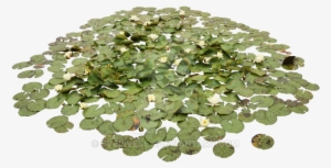 Acuáticas Waterlily Pond Png By Evelivesey - Water Plants Png #2074905