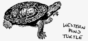 This Free Icons Png Design Of Western Pond Turtle #2075050