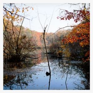 Barney's Pond #2075453