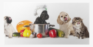 Poster: Lilun's Dog In Chef's Hat, 61x41cm. #2076566