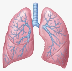 Lungs Free Png Image - Lungs Png #2084826