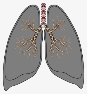 Lungs Clipart Svg - Smoker Lungs Clip Art - Free Transparent PNG ...