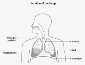 Cells In The Lung Sometimes Change And No Longer Grow - Lung #2085037