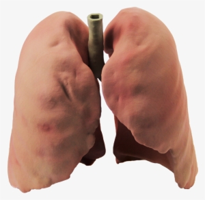 T Lt - Real Lungs Png #2085092 T Lt - Real Lungs Png #2085092