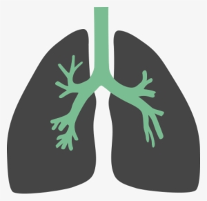 Illustration Of Bronchus And Lungs - Lungs Flat Icon Png #2085221