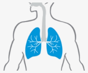 Lungs Png Transparent Images - Cartoon Lungs In Body #2085247