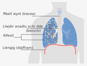 Open - Alveolus Lung Png #2085278