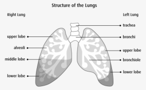 Causes - Structure Of The Lungs Diagram #2085337