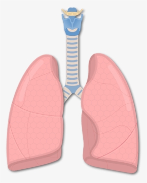 1 - Broncular Tubes #2085372