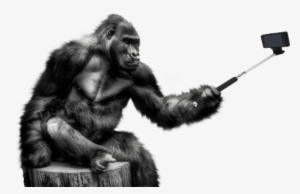 Gorilla Selfie Png Transparent Image - Gorilla Png #2085561