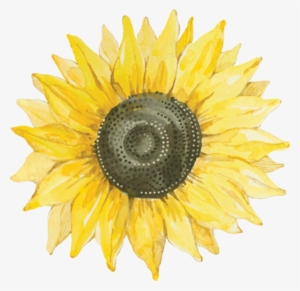 Sunflower Flower Nature Summer Png Stickers Yellow #2086240 Sunflower Flower Nature Summer Png Stickers Yellow #2086240