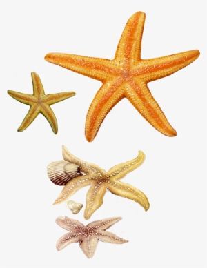 Star Fish Png Images - Fish Star Png #2088230