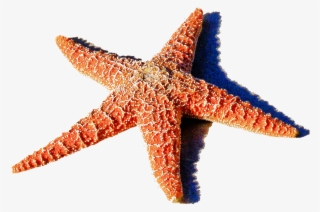 Red Starfish Png 1459k Clipart Panda Free Clipart Images - Starfish Journal: 150 Page Lined Notebook/diary #2088373