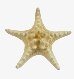 Starfish #2088418