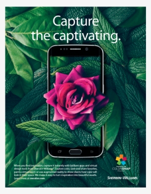 Pink Rose Coming Out Of Phone - Marketing #2094504
