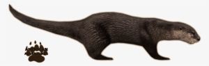 North American River Otter - Otter #210360