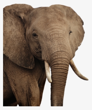 African Elephant Png - Asian Elephant #210538