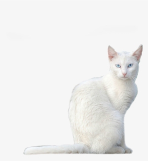 White Cat - Cat #210728